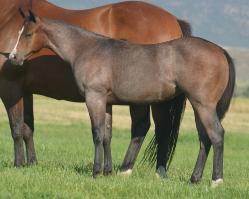 RT Kila Weanling Filly