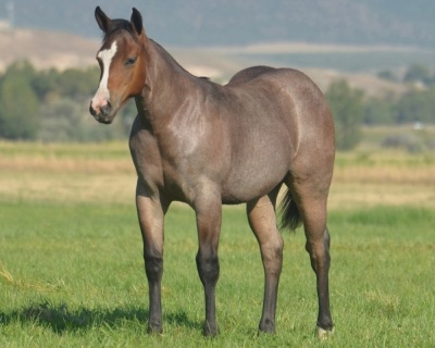 RT Kila Weanling Filly - 2