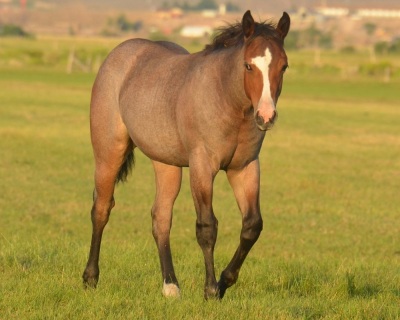 RT Kila Weanling Filly - 3