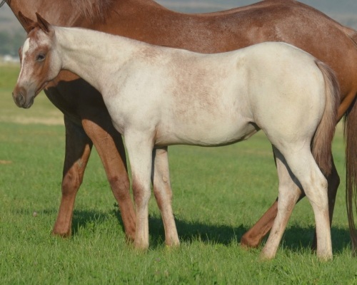 Miss Darkk N Ready Weanling Filly