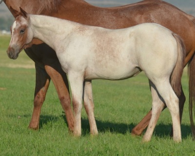 Miss Darkk N Ready Weanling Filly
