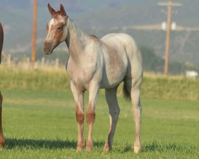 Miss Darkk N Ready Weanling Filly - 2