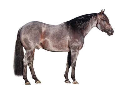 Miss Darkk N Ready Weanling Filly - 4