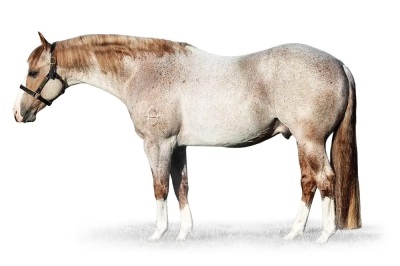 RT Hooligan Weanling Colt - 4
