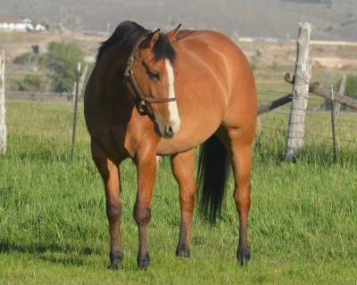 Eyesa Dreamy Cat 6 Year Old Mare - 4