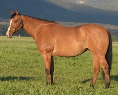 Eyesa Dreamy Cat 6 Year Old Mare - 3
