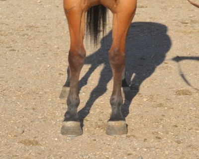 Eyesa Dreamy Cat 6 Year Old Mare - 5