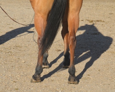 Eyesa Dreamy Cat 6 Year Old Mare - 6