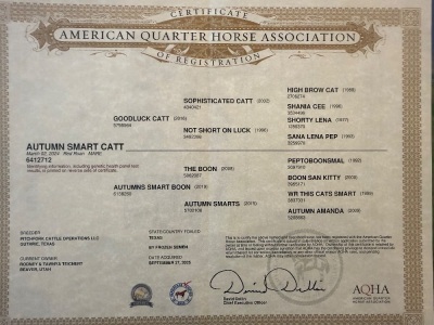 Autumn Smart Catt 2 Year Old Mare - 3