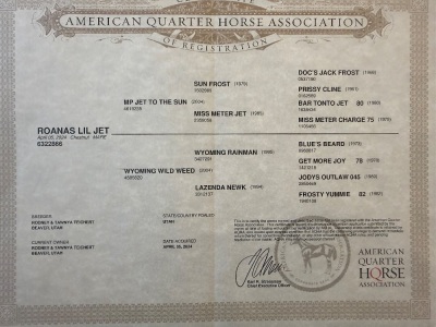 Roanas Lil Jet 2 Year Old Mare - 4