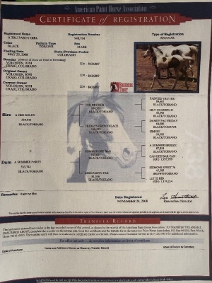 A Tru Party Girl Broodmare - 2