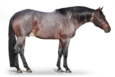 RT Miss Plain Catty Weanling Filly - 4