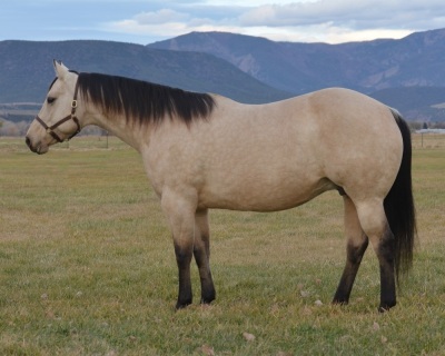 RT Miss Plain Catty Weanling Filly - 5