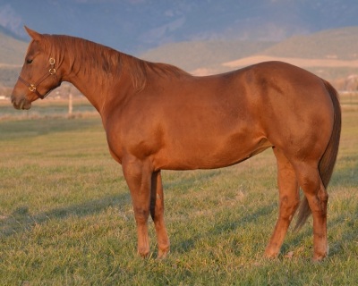 Ellie Jay Royal Broodmare