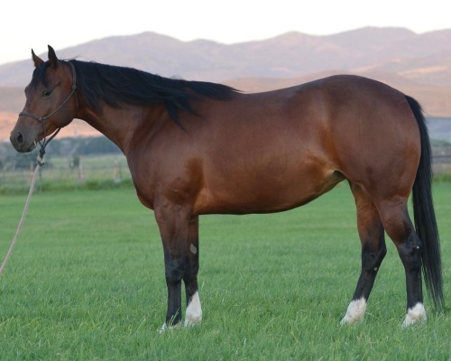 Kit Two Eyed Broodmare