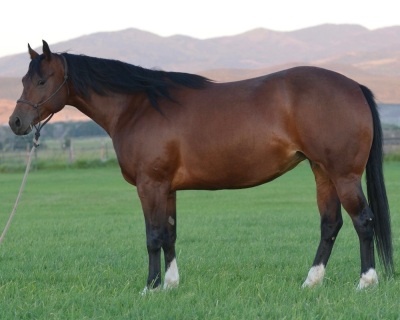 Kit Two Eyed Broodmare
