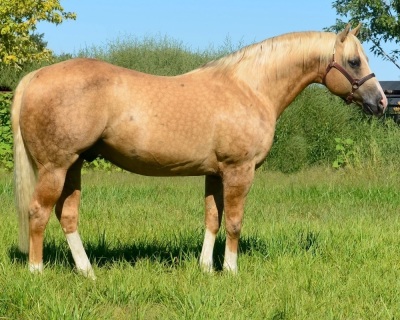 Kit Two Eyed Broodmare - 3