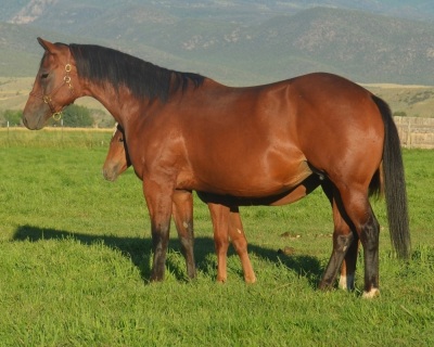 RT Hooligan Weanling Colt - 5