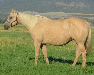Pearls Snap Weanling Colt - 5