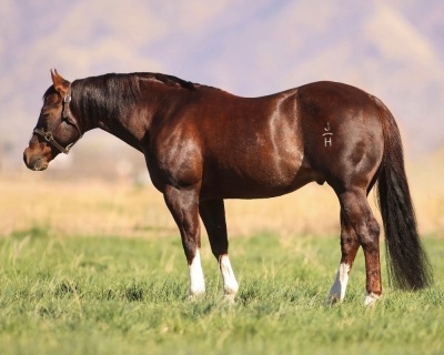 RT Rey Baby Blue Weanling Filly - 8