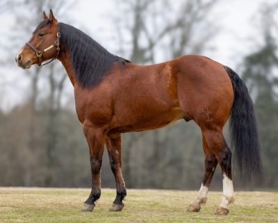 RT Sheez Hott Weanling Filly - 4