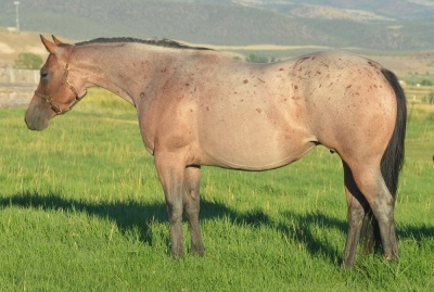 RT Stunner Weanling Colt - 4