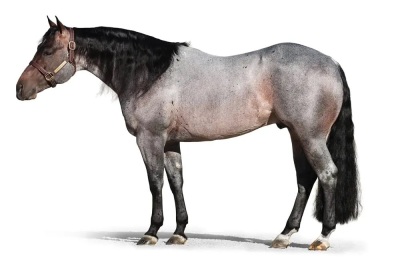 Pride Eyed Weanling Colt - 5
