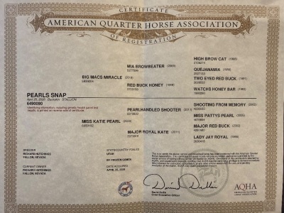Pearls Snap Weanling Colt - 3