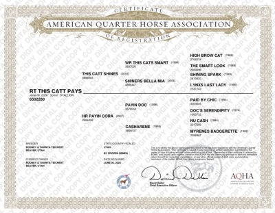 RT This Catt Pays Weanling Colt - 4