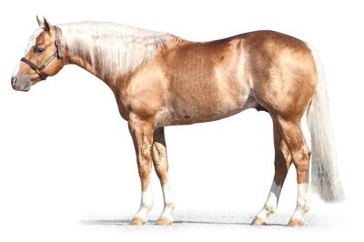 RT This Catt Pays Weanling Colt - 5