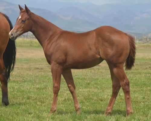 Oakies Showgirl Weanling Filly
