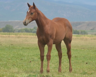Oakies Showgirl Weanling Filly - 2