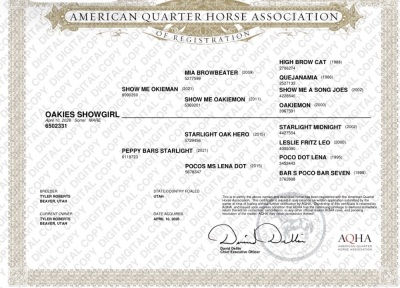 Oakies Showgirl Weanling Filly - 3