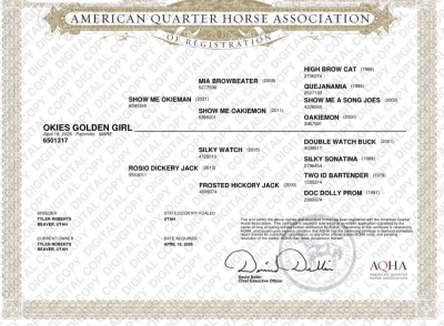 Okies Golden Girl Weanling Filly - 3
