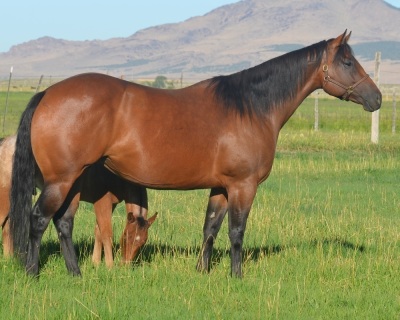 RT Show Me Fancy Weanling Filly - 2
