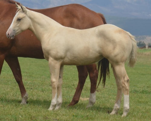 Okies Golden Girl Weanling Filly