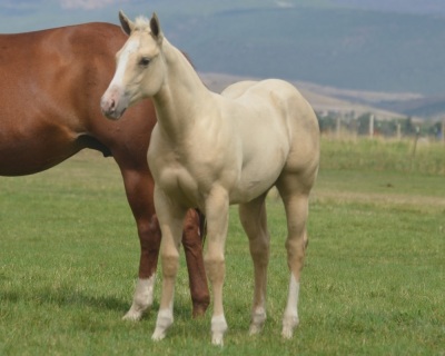 Okies Golden Girl Weanling Filly - 2