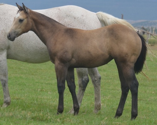 Peppys Lil Showgirl Weanling Filly
