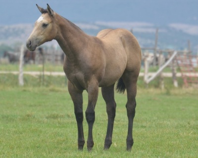 Peppys Lil Showgirl Weanling Filly - 2