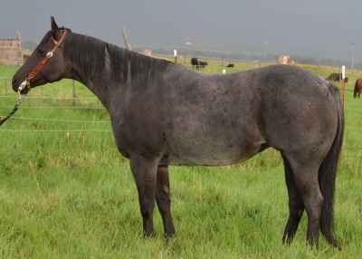 RT Rey Baby Blue Weanling Filly - 9
