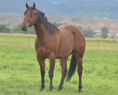Show Me A Rooster 2 Year Old Gelding - 3