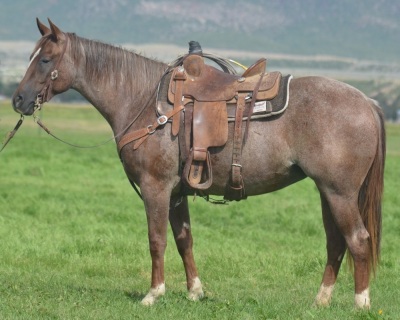 Autumn Smart Catt 2 Year Old Mare