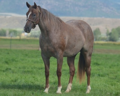 Autumn Smart Catt 2 Year Old Mare - 2