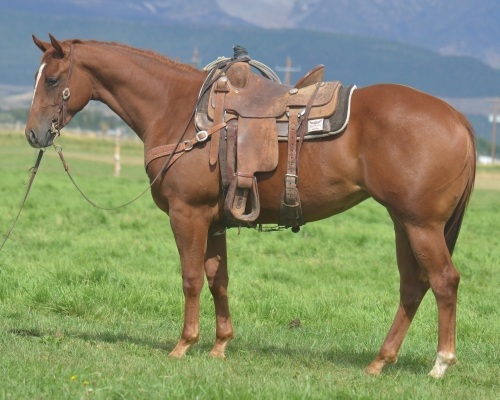 Show Me A Paddy 2 Year Old Mare