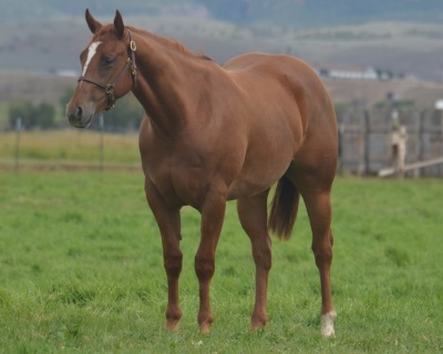 Show Me A Paddy 2 Year Old Mare - 2