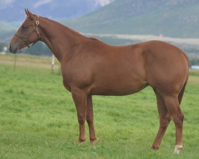 Show Me A Paddy 2 Year Old Mare - 3