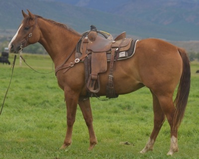 Roanas Lil Jet 2 Year Old Mare