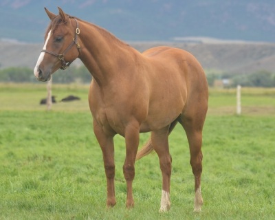 Roanas Lil Jet 2 Year Old Mare - 2