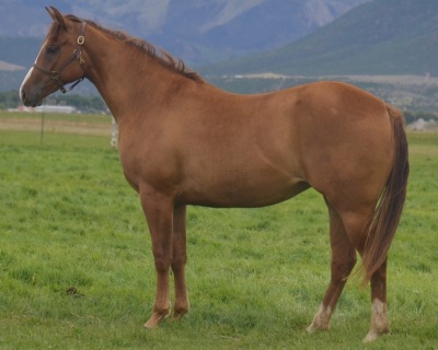 Roanas Lil Jet 2 Year Old Mare - 3