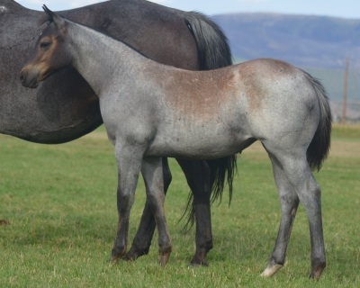 RT Rey Baby Blue Weanling Filly